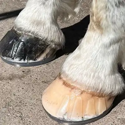 Glue-on 3D hind 110_3