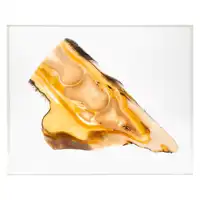 Scheibenplastinate Hufrehe