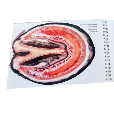 Guide Anatomie & Pathologie du Sabot_3