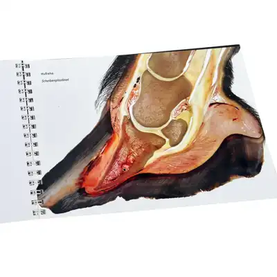 Guide Anatomie & Pathologie du Sabot_4