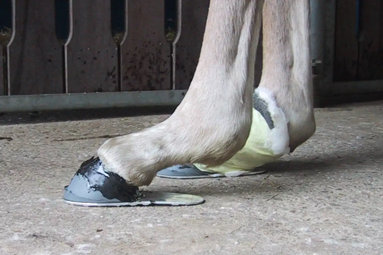 Soins des poulains – Correction de la position des