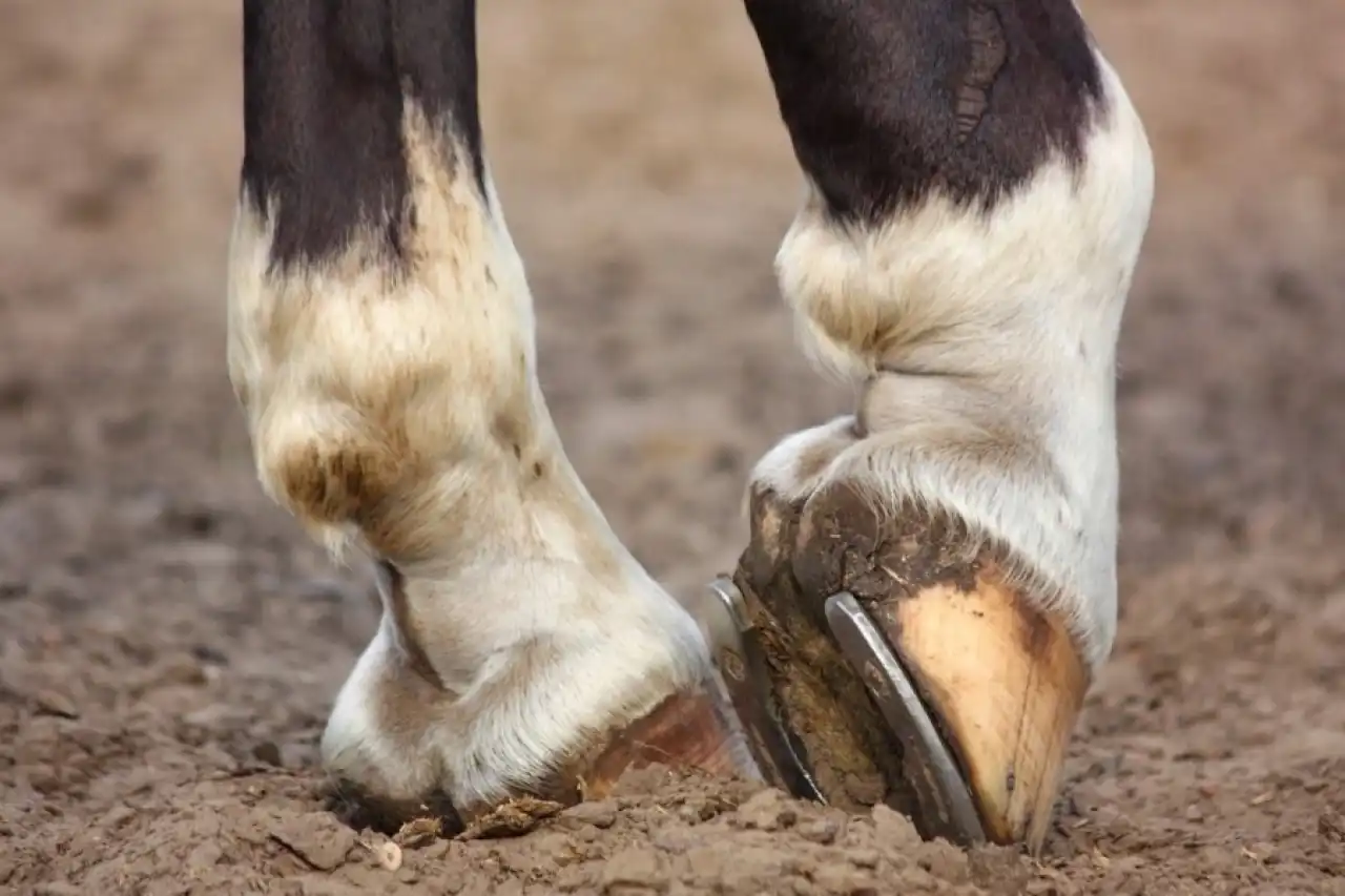 Syndrome podotrochléaire chez le cheval