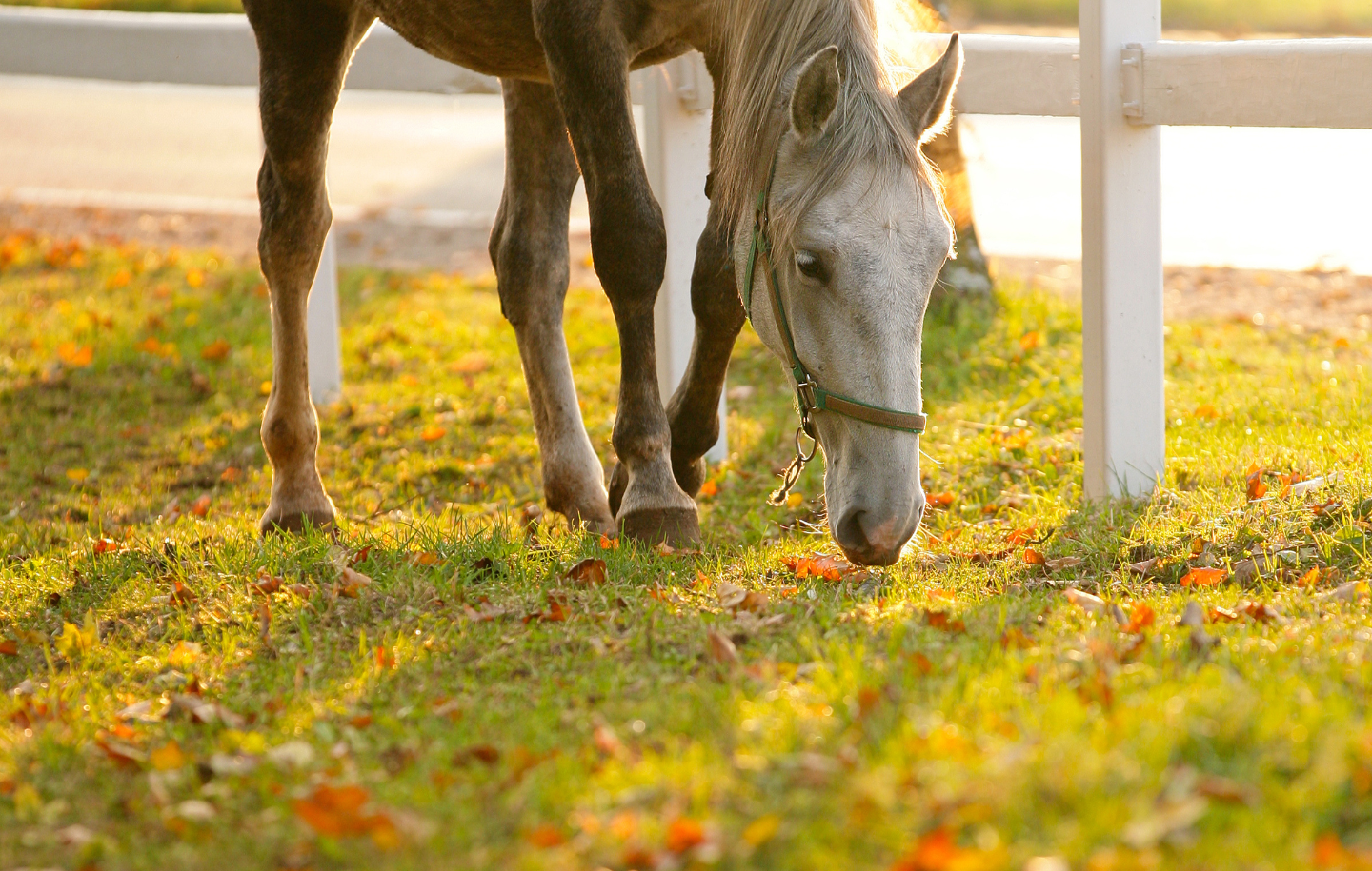 Acorn Poisoning in Horses