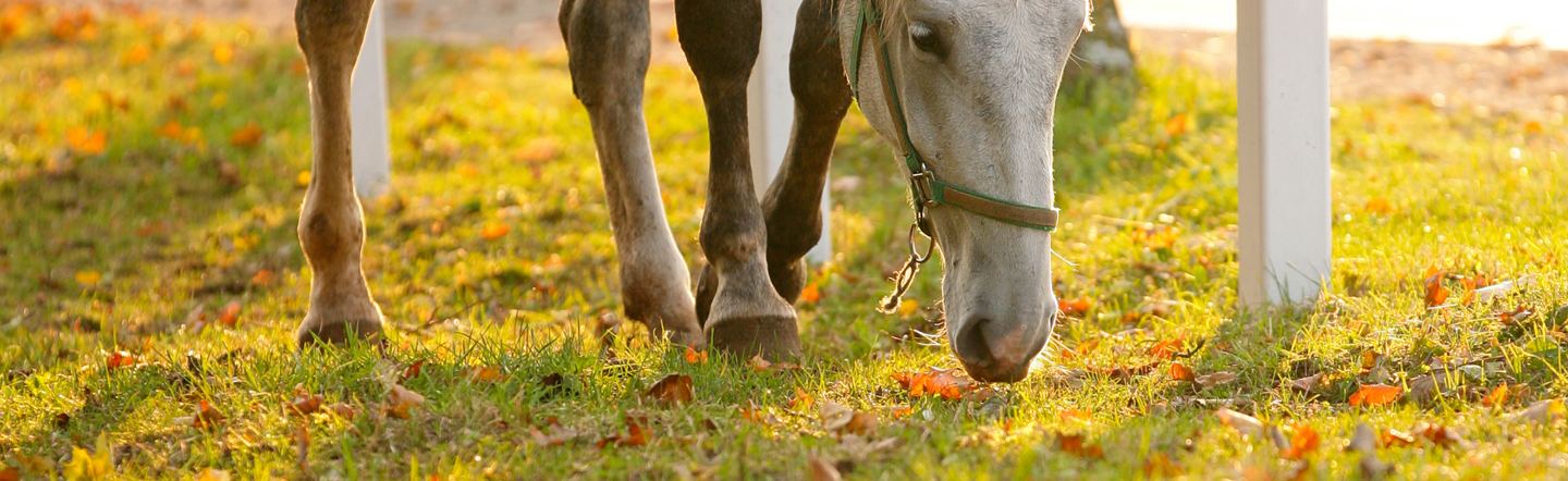 Main image acorn poisoning