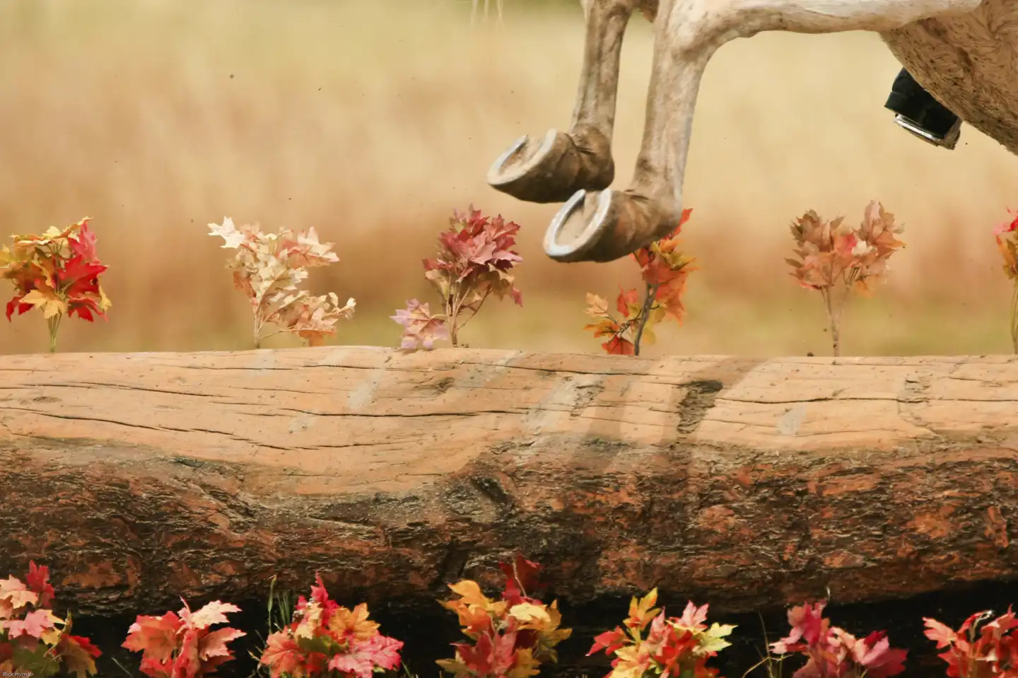 Mood image for acorn poisoning