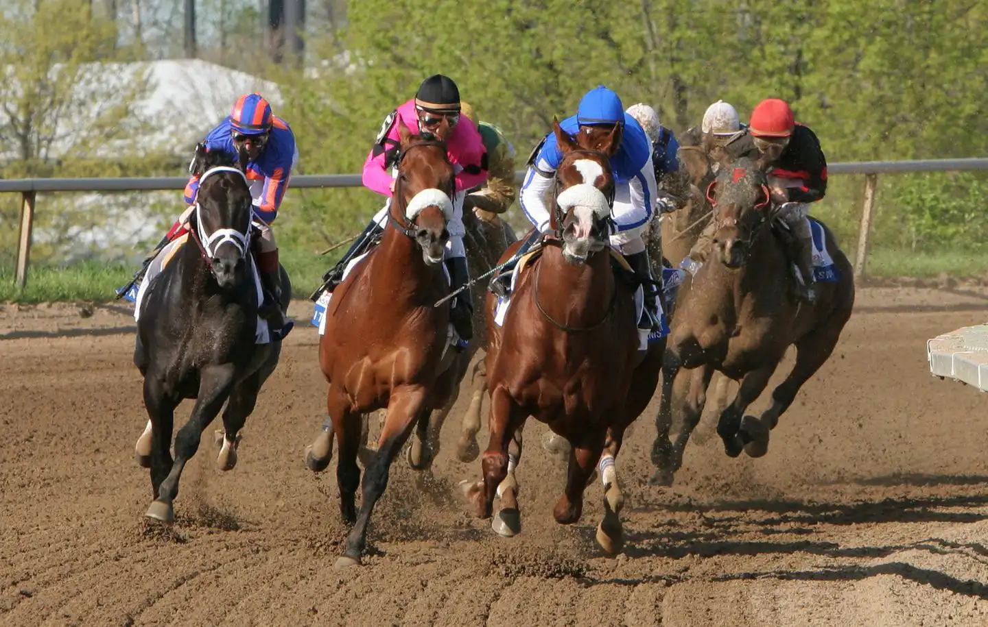 Biomechanik des Hufes im Galopp