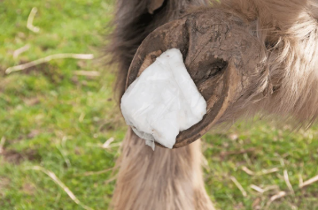 Foto Hufabszess beim Pferd Foto Hufabszess beim Pferd