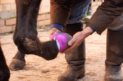 Foto Hufabszess beim Pferd Foto Hufabszess beim Pferd