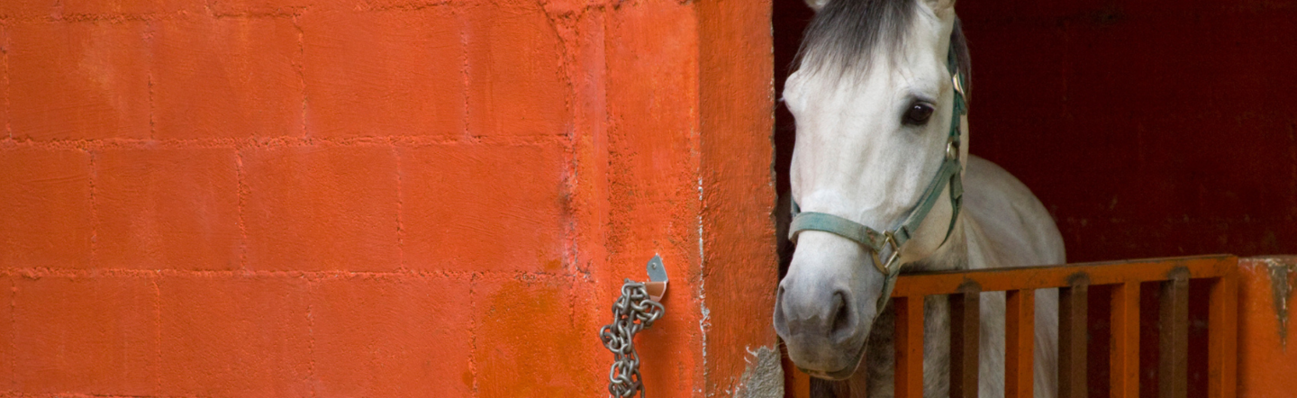 Hauptfoto Artikel Hufabszess Hauptfoto Artikel Hufabszess