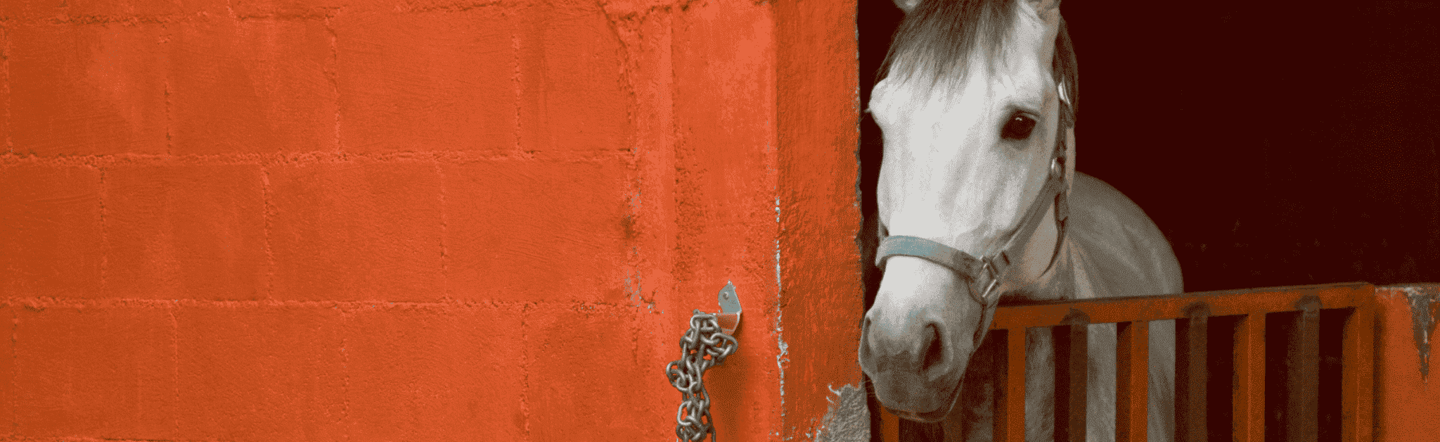 Hauptfoto Artikel Hufabszcess