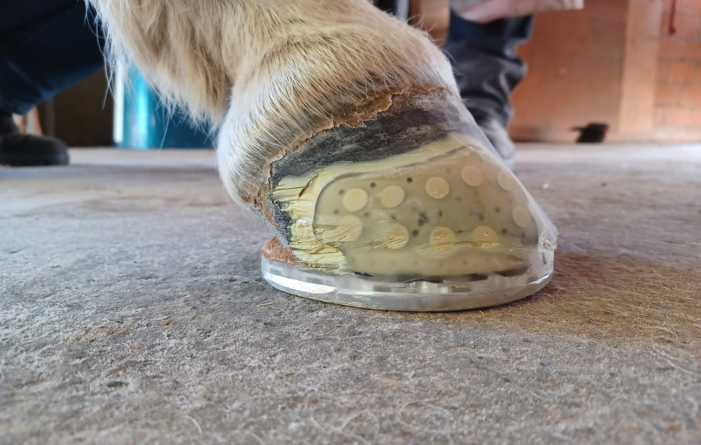 Ferrures collées pour chevaux 