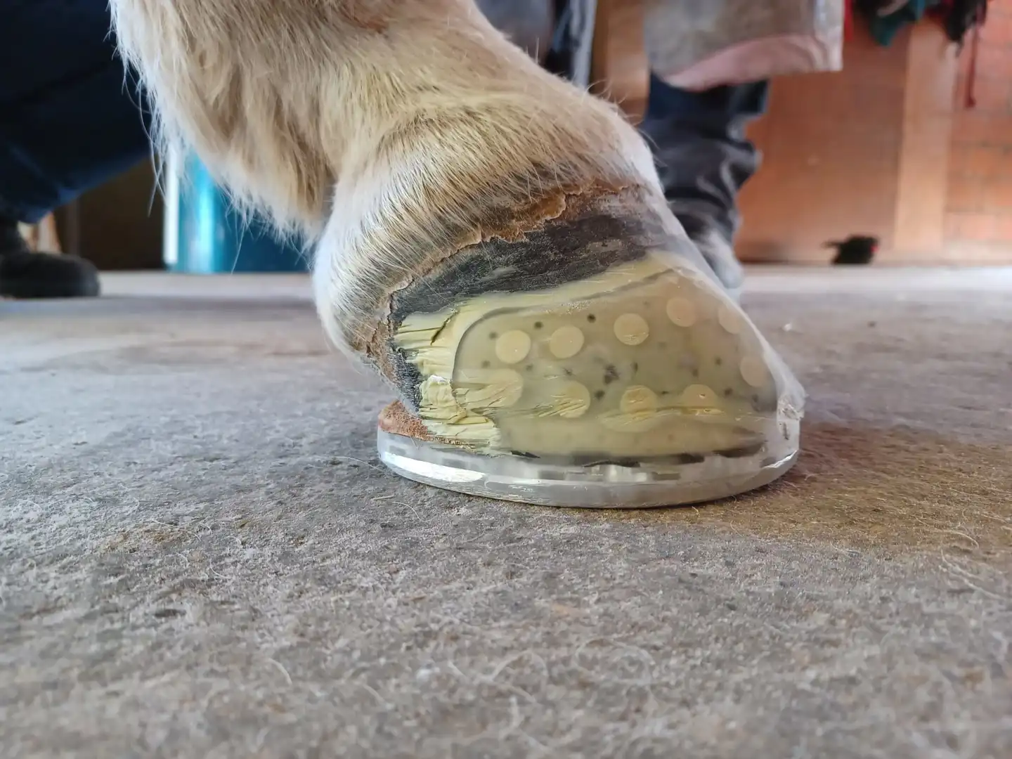 Photo of hoof with glue on shoe Photo of hoof with glue on shoe
