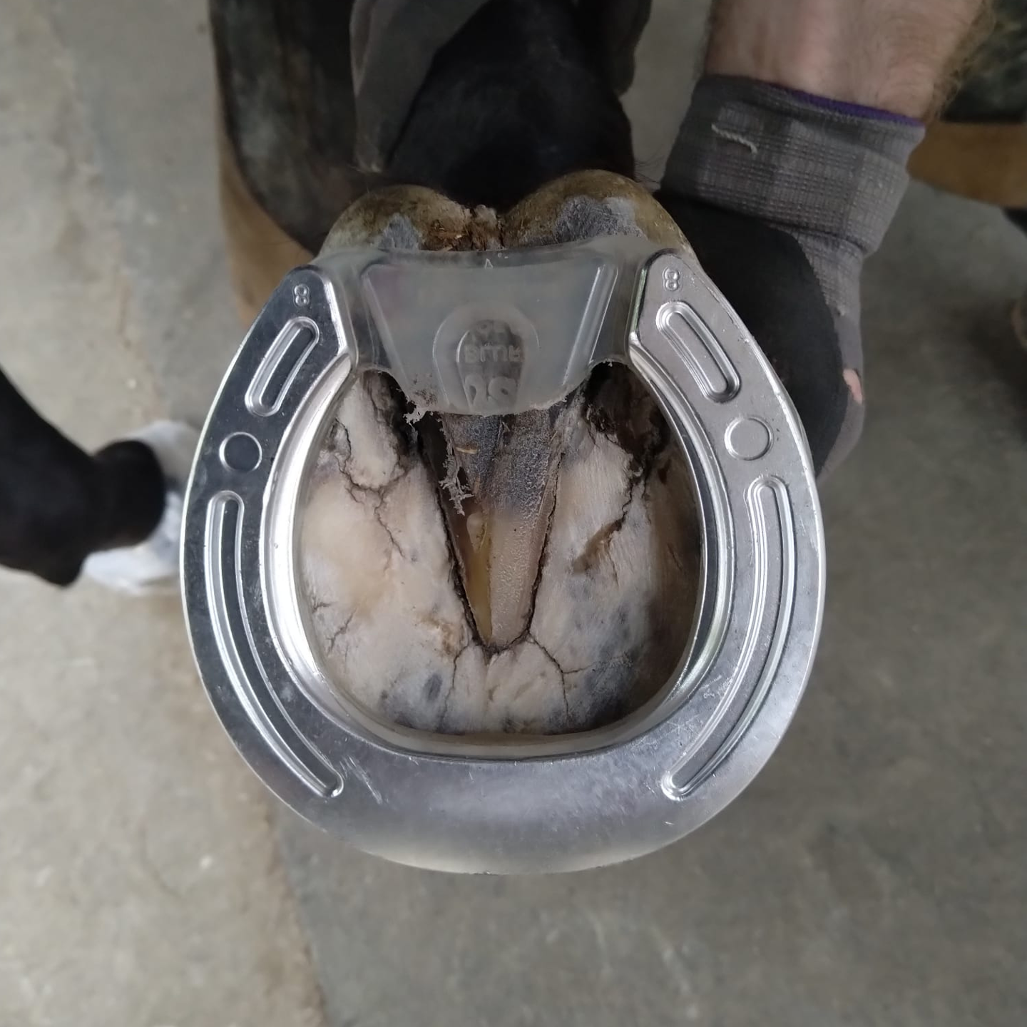 Photo of hoof with glue on shoe Photo of hoof with glue on shoe