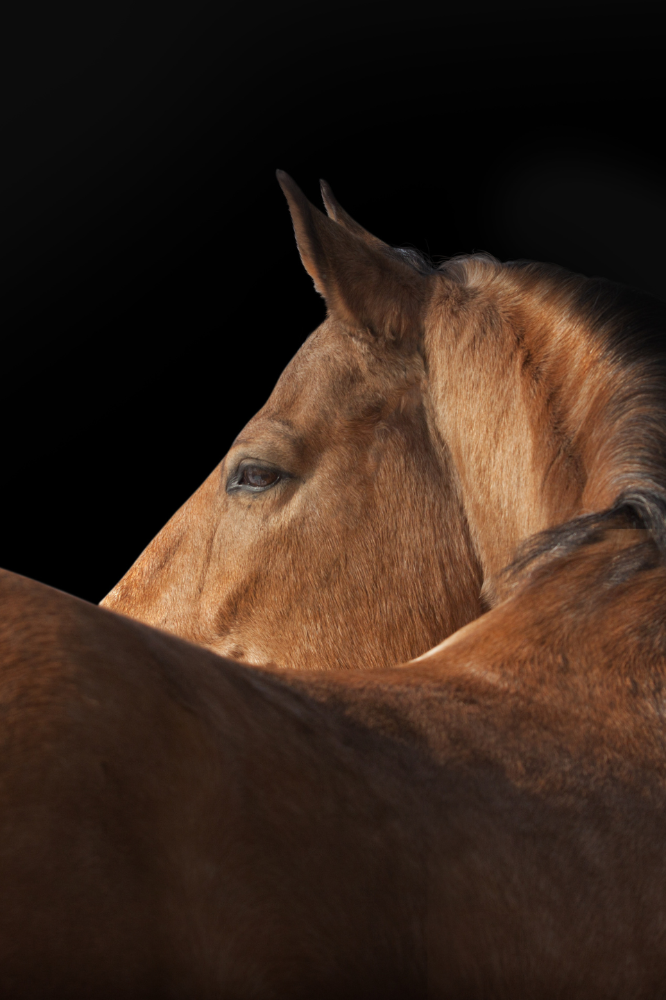 Photo générique d'un cheval