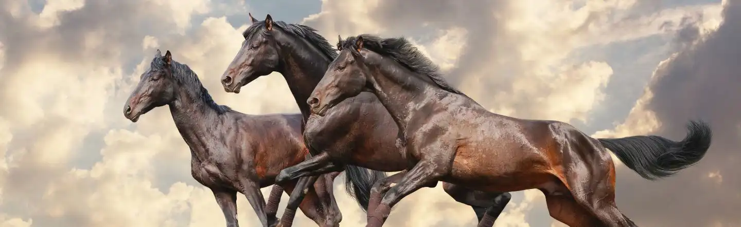 Stress in horses main image Stress in horses main image