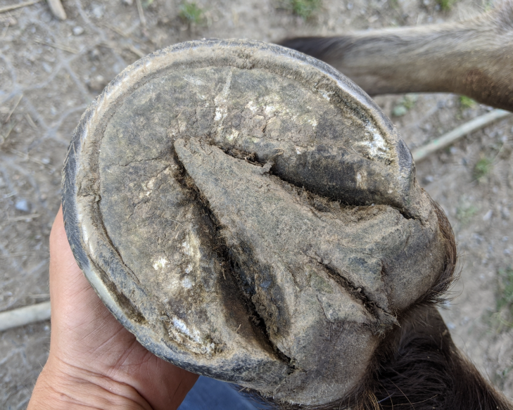 Sabot avec la maladie de la ligne blanche