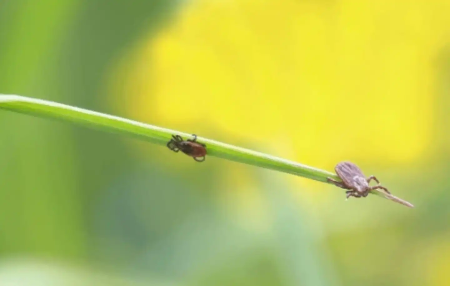 Prévention des tiques chez les chevaux – même en h
