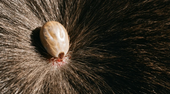 Photo en gros plan tic sur un cheval Photo en gros plan tic sur un cheval