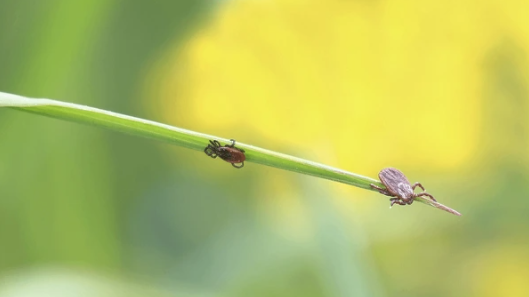 Photo en gros plan de tics sur une feuille Photo en gros plan de tics sur une feuille