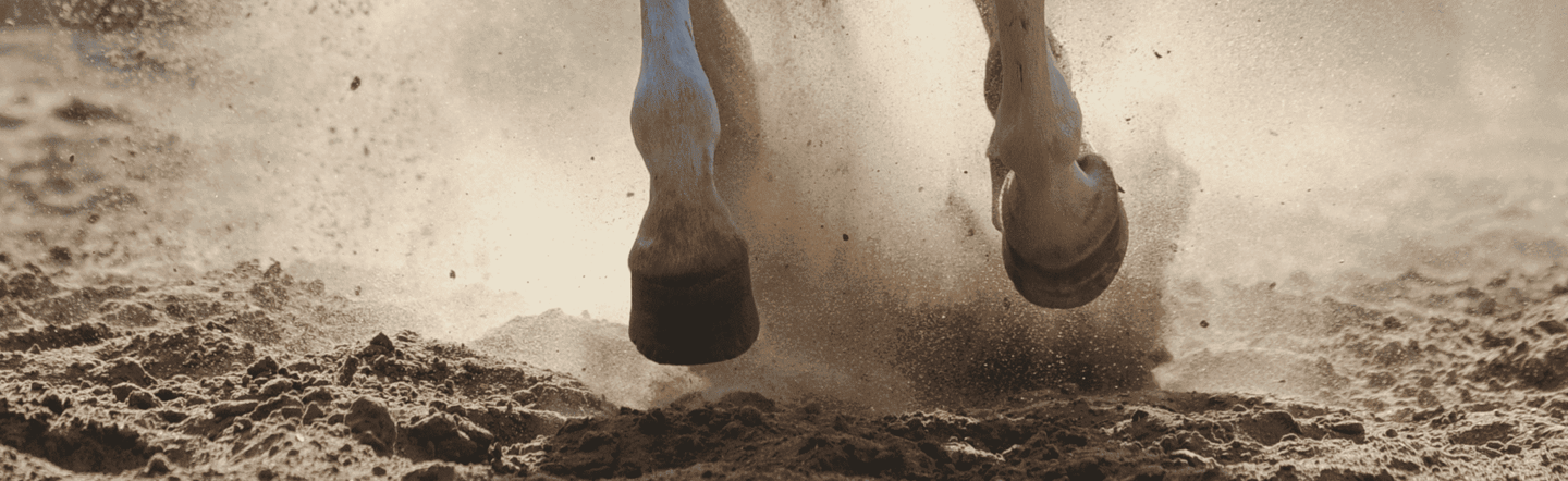 Hauptfoto Zwanghuf Hauptfoto Zwanghuf