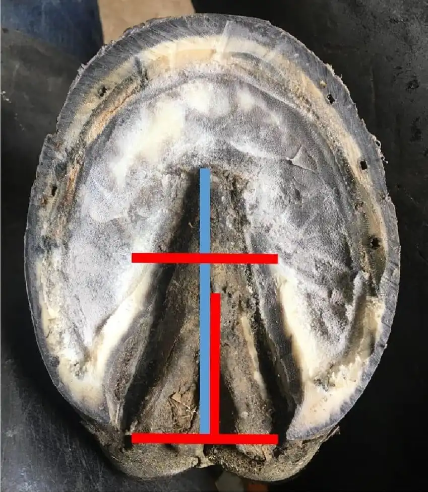 Kommentiertes Foto Zwangshuf Kommentiertes Foto Zwangshuf