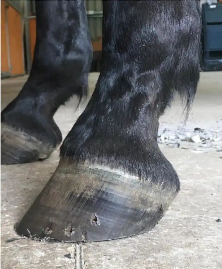 Foto Zwanghuf Foto Zwanghuf