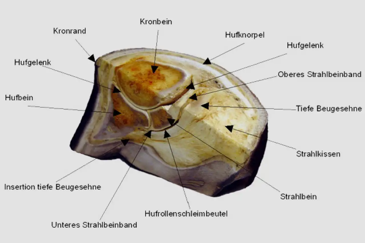 Schema des Hufrolle