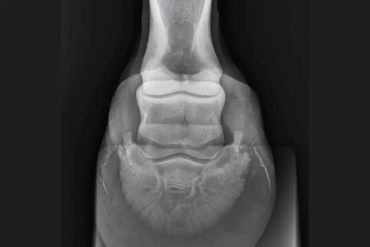 Radiographie du sabot