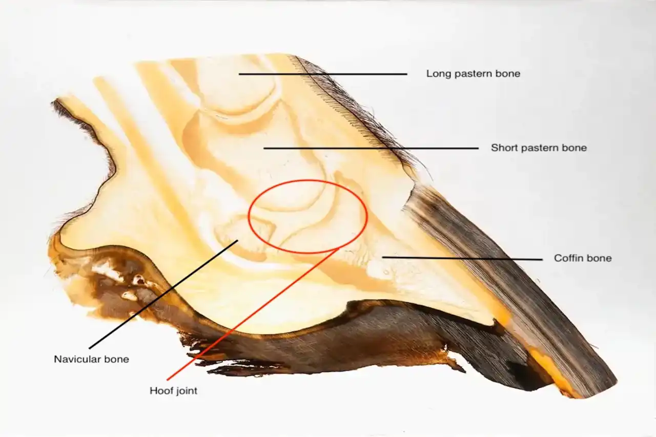 Diagrammatic view of sagittal section