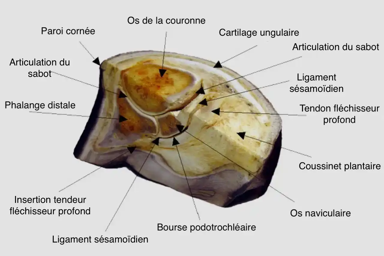 Diagramme du sabot