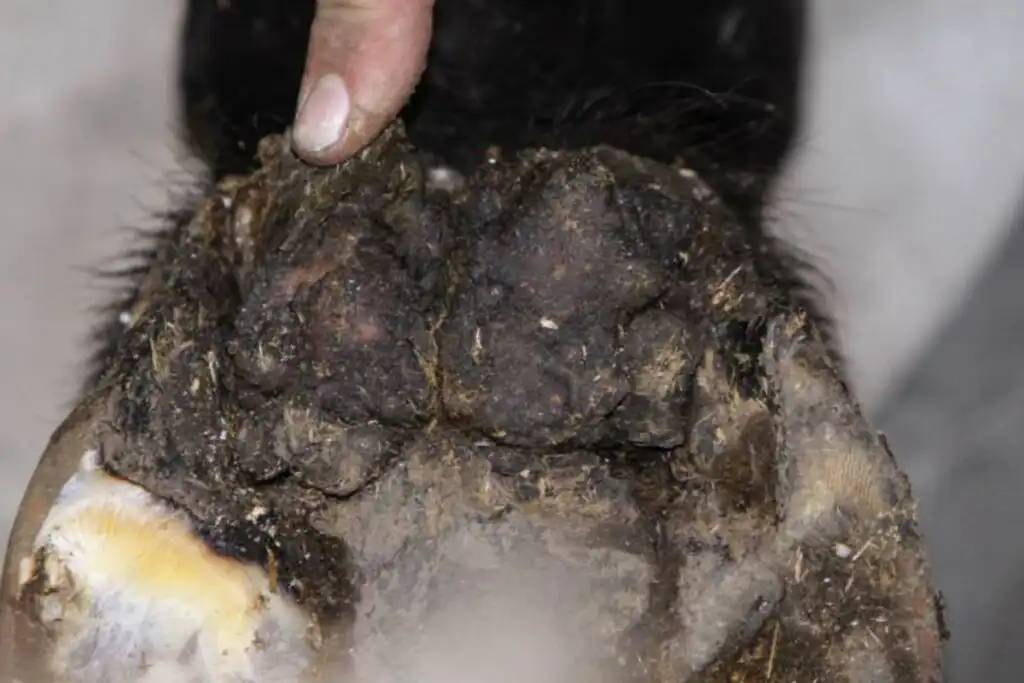 Hoof with hoof canker sole view