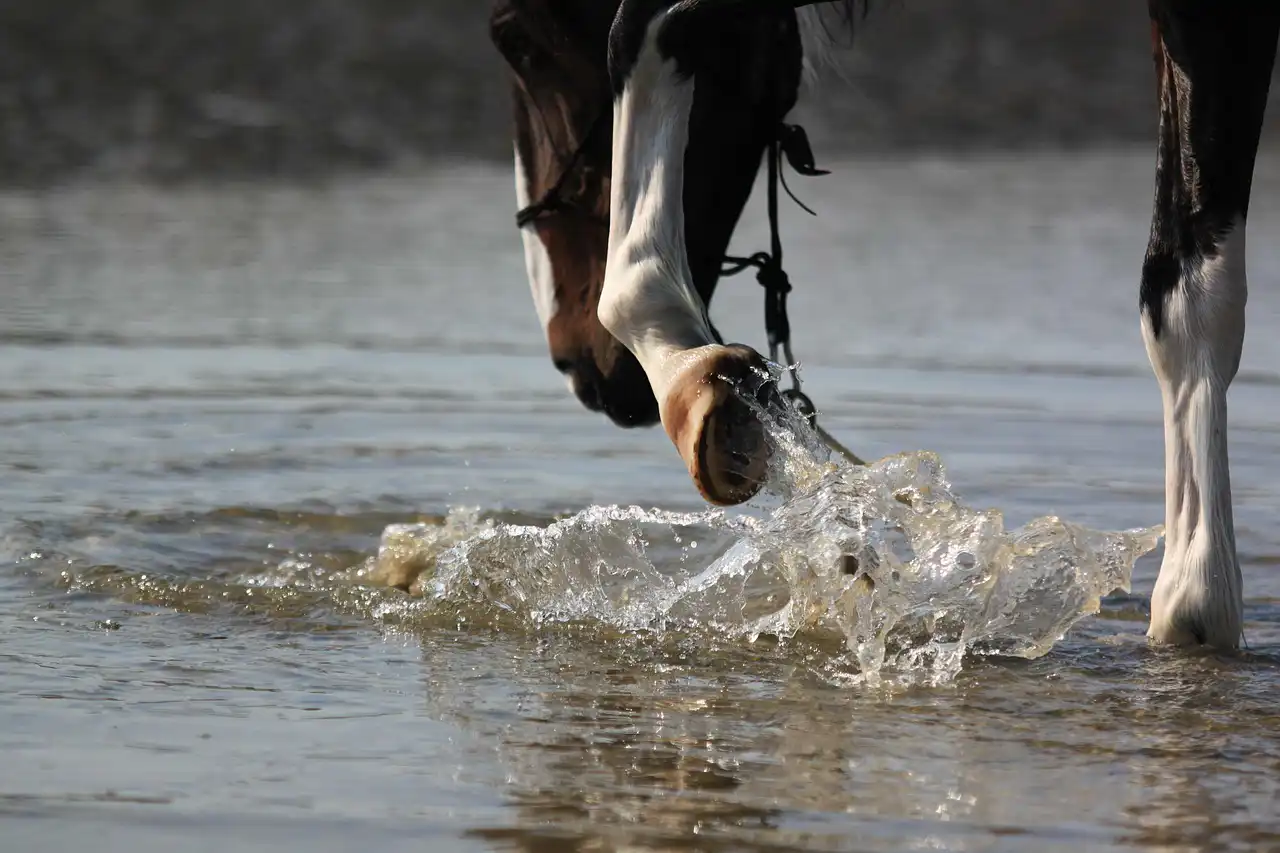 Photo d'un cheval dans l'eau