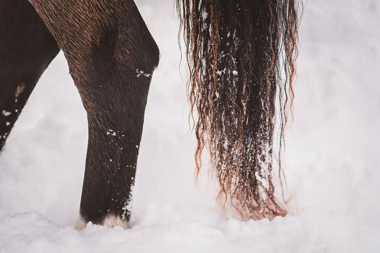 Photo d'un cheval dans la neige