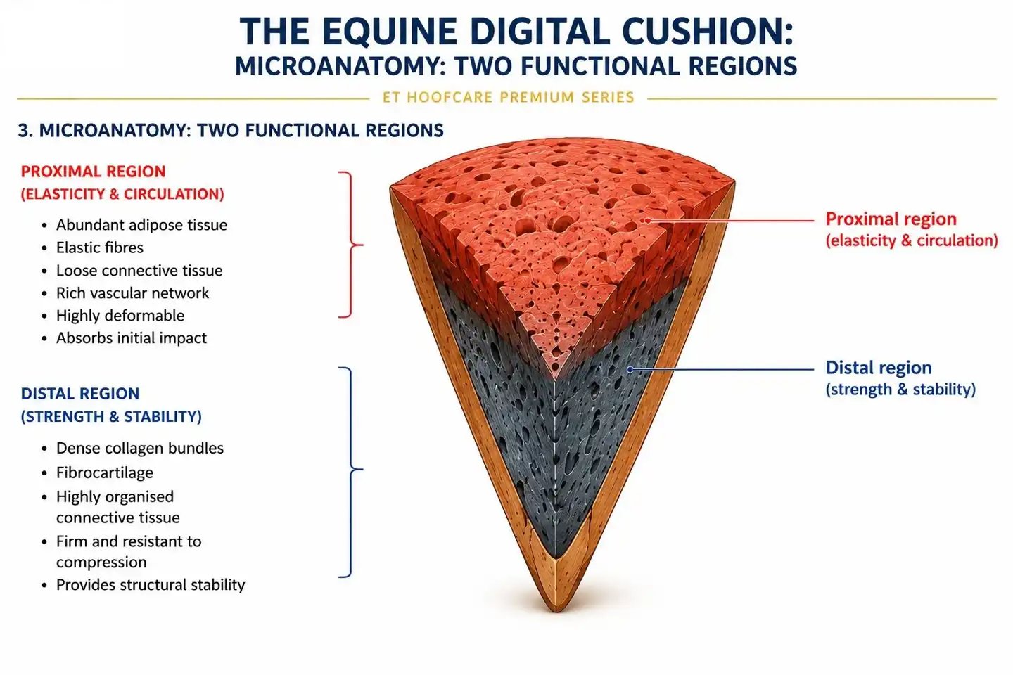 Equine cushion microanatomy schema