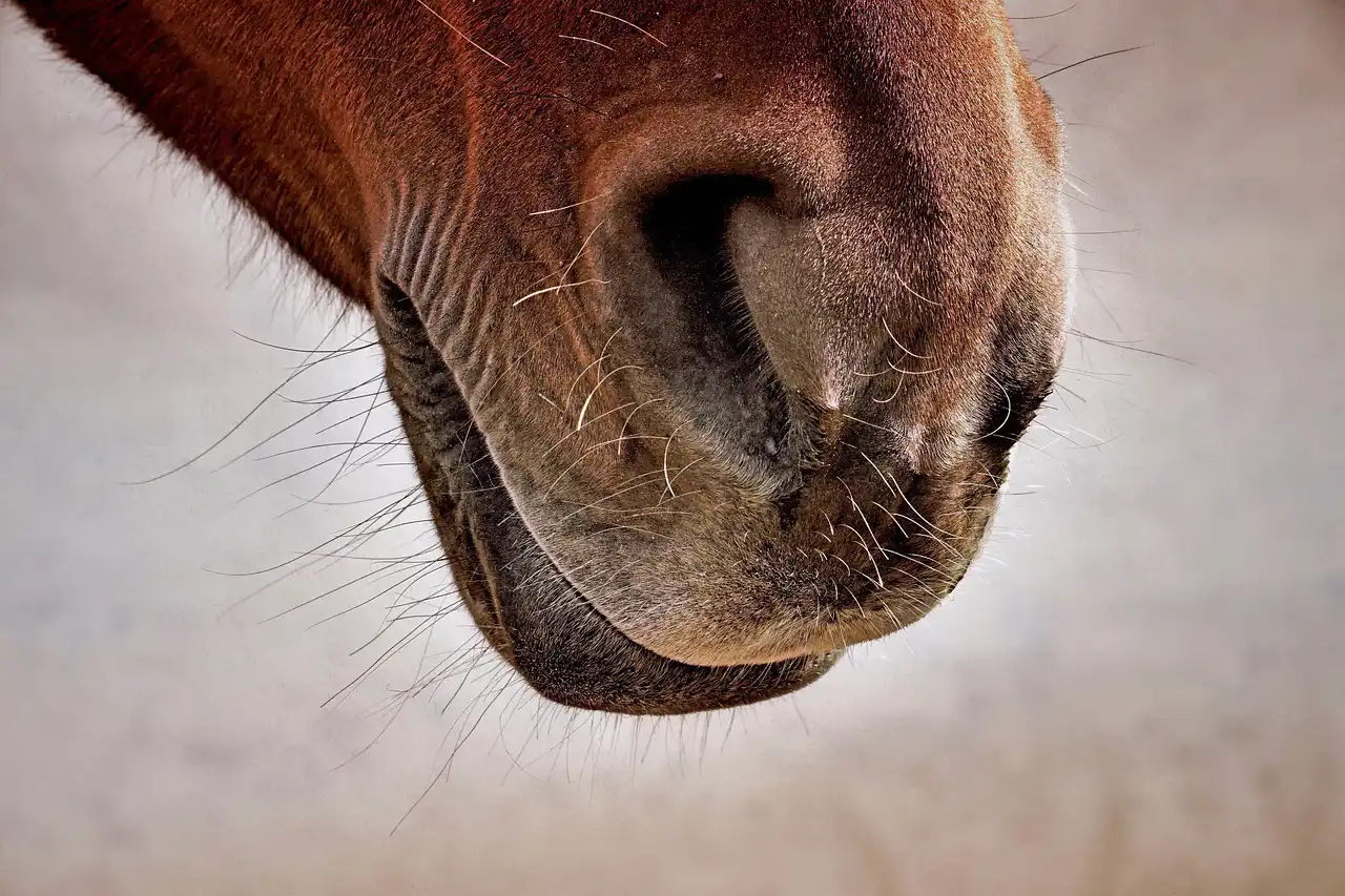 Understanding, preventing and treating hoof cracks