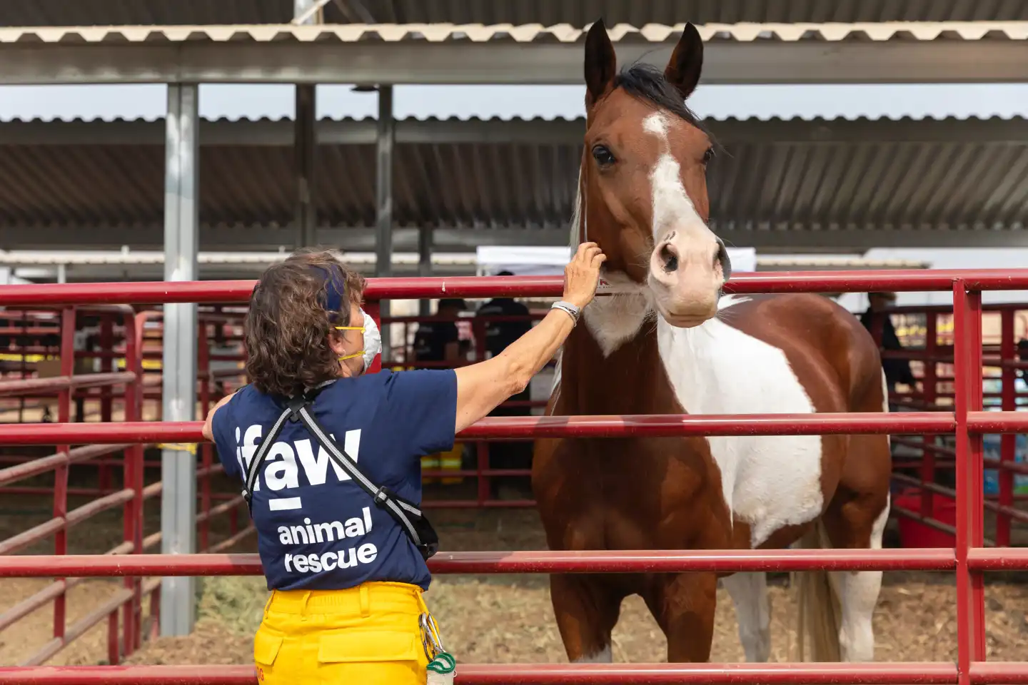 Photo of a professional carer and a horse