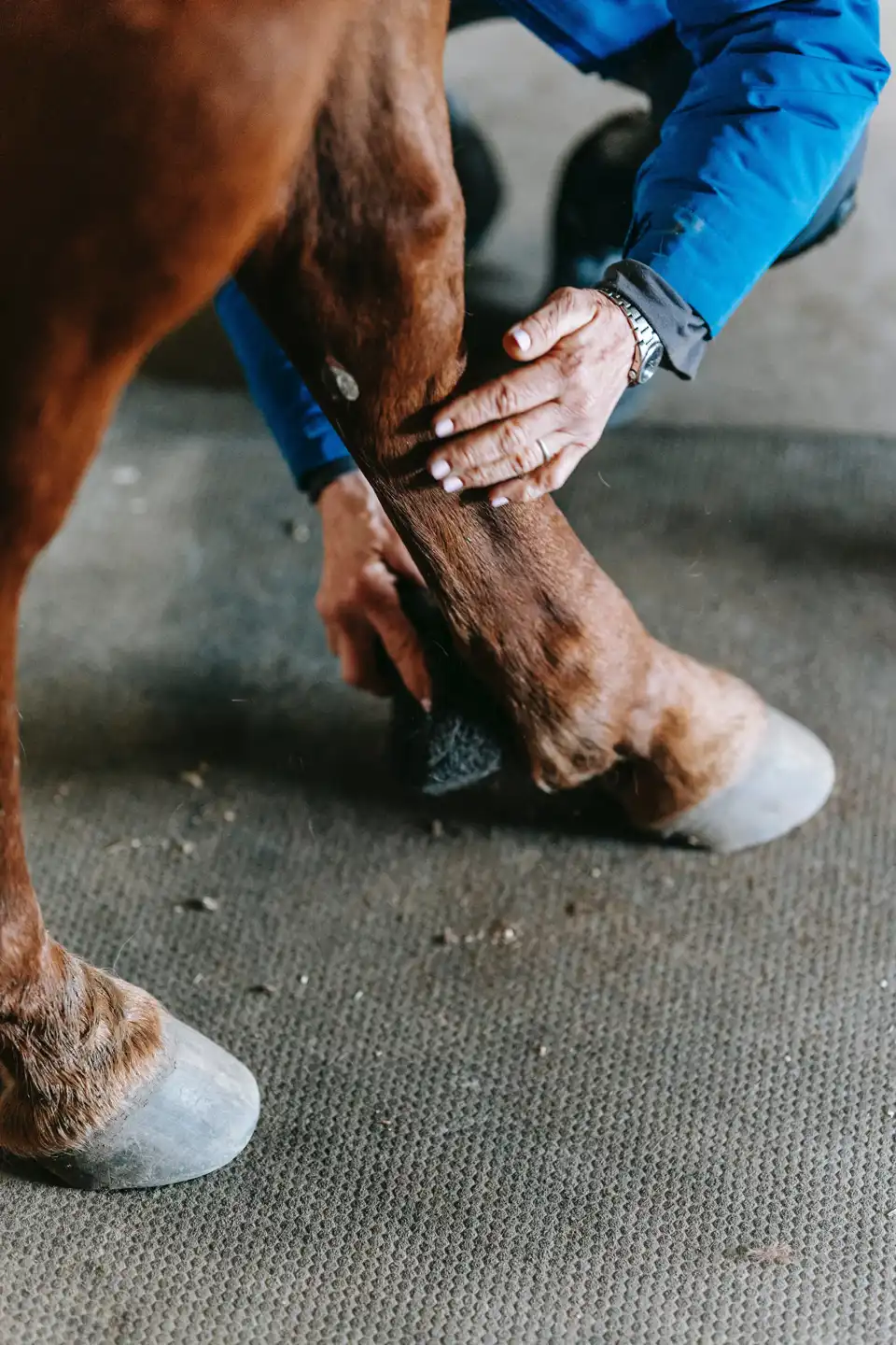 Photography of a horse hoof
