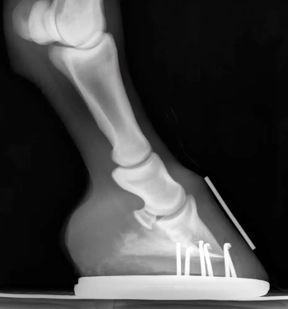 Radiography of a horse hoof with horseshoe